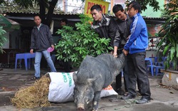 Săn lợn rừng “khủng” dịp cuối năm