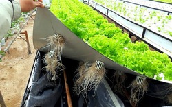 Cách trồng rau sạch trong không khí dễ làm cho mọi nhà