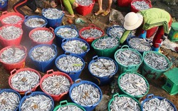 Chuyến đi biển đầu năm ngư dân Quảng Ngãi trúng đậm cá cơm