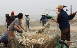 Ngư dân thu đậm 'lộc trời' trong chuyến 'xông biển' đầu năm