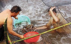 Đất Mũi chuyển mình cùng đất trời đón xuân