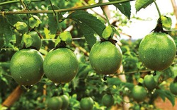 “Tân binh triệu USD” của trái cây Việt Nam