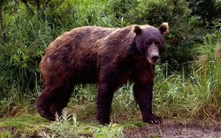 Bị gấu rừng tấn công, người đàn ông ở Nghệ An sống sót nhờ giả chết