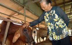 Cụ bà 80 tuổi bỏ ra tiền tỉ khởi nghiệp thành công từ chăn nuôi bò sạch