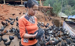 "Tuyệt chiêu" nuôi gà đen bán Tết của cô gái Mông 9x