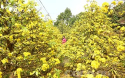 Chiêm ngưỡng những cây mai vàng "đại thụ" ở Vĩnh Long