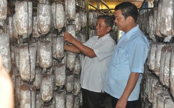 Kỹ thuật làm trại trồng nấm sò bán Tết cho hiệu quả cao