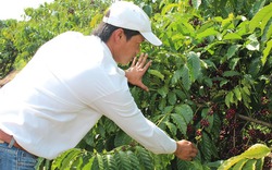 Cà phê Việt Nam gập ghềnh giấc mơ 6 tỉ USD