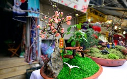 Clip: Nấm linh chi bonsai độc lạ hút khách dịp Tết Nguyên Đán