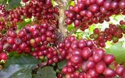 Cà phê tăng mức cao nhất tháng 2, hồ tiêu sụt giảm