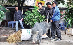 Săn lợn rừng “khủng” cuối năm