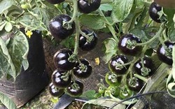 "Bí kíp" trồng cà chua đen cho quả to và bóng đẹp