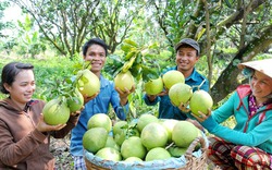 Nụ cười bạc triệu nơi 'thủ phủ' bưởi Năm Roi ngày áp tết