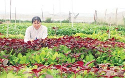 Mô hình trồng rau sạch lãi gần 20 triệu đồng/tháng