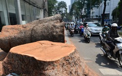 Cảnh đốn cổ thụ trăm tuổi ở có đường kính hơn 1 m ở Sài Gòn