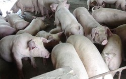 Người chăn nuôi e ngại tái đàn dù cận tết giá lợn tăng nhẹ