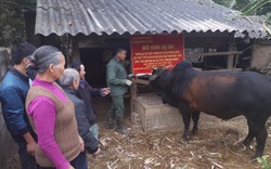 Vỗ béo bò thịt tạo “sinh kế” cho nông dân miền núi