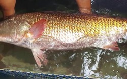 Vì sao cá sủ vàng dần "biến mất" trên các con sông?