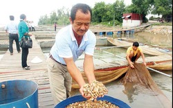 Người đi qua "cơn mê", khởi nghiệp nuôi cá trở thành tỷ phú nông dân