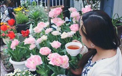 Nàng dâu Việt "bật mí" cách trồng hoa tulip để hoa nở rực rỡ đón Tết