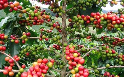 Cà phê kéo dài chuỗi giảm bốc hơi 40 USD/tấn trong 2 phiên