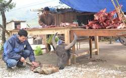 Rét buốt quật ngã hàng trăm con trâu ở Lào Cai, thiệt hại tiền tỉ