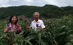 "Sống ảo" và "sống khỏe" trong vườn dược liệu quý giữa rừng Sapa