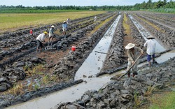 Bước đột phá chuyển trồng lúa sang cây ăn trái trên vùng Cửu Long