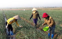 Hành, tỏi - cây làm giàu ở Tiên Lãng, Hải Phòng