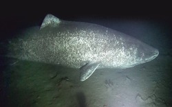 Video hiếm quay "cụ" cá mập khổng lồ sống 500 tuổi, thọ nhất thế giới