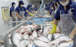 Cá tra, basa Việt Nam vẫn còn cửa vào Mỹ nếu thắng kiện tại WTO