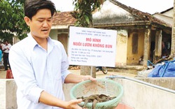 Ương nuôi thử nghiệm thành công lươn giống ở Quảng Ngãi