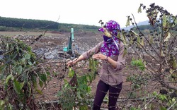 Hàng nghìn cây cà phê ở Gia Lai khô héo chết đột ngột, dân “vác” đơn kêu cứu!