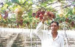 Giống nho đỏ Ninh Thuận dễ trồng, dễ bán