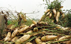 Hà Nội: Xót xa hàng tấn củ cải nông dân vứt bỏ trắng đồng