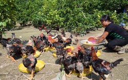 Sống dưới 2 USD mỗi ngày, Bill Gates khuyến cáo chăn nuôi gà để thoát nghèo
