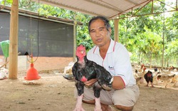 “Vua gà” Đông Tảo Bình Phước và chiếc máy ấp trứng đa năng