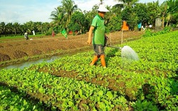 Nỗi buồn rau sạch, làm ra chẳng ai mua, bế tắc đầu ra