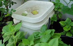 Cách nuôi trùn quế bằng rác nhà bếp - "bí quyết" chăm bón cho vườn rau sạch xanh tốt