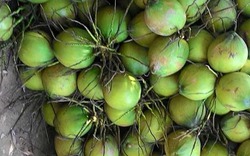 Mô hình trồng dừa bán quả, mỗi tháng bỏ túi 24 triệu đồng