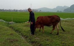 Chăn thả trâu bò phải đóng phí đồng cỏ, chuyện "nực cười" ở xứ Thanh
