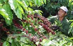 Tây Nguyên đưa giống cà phê mới để trồng tái canh