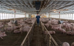 Người chăn nuôi heo Mỹ đối mặt với thua lỗ vì cuộc đấu thương mại với Trung Quốc