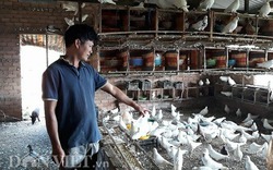 Nuôi 2.000 con chim bồ câu trắng, mỗi tháng lãi 30 triệu đồng