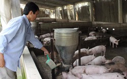 Cấm chăn nuôi kháng sinh: Nông dân thay đổi ra sao khỏi việt vị?
