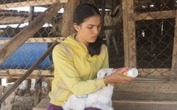 Ninh Thuận: Cừu chết mòn vì nắng nóng, thiếu thức ăn