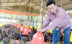 Nông dân Đồng Nai bỏ heo, đổ xô chăn nuôi gà, vịt