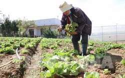 Virus lạ tấn công vườn rau gây thiệt hại nặng cho nông dân Đà Lạt