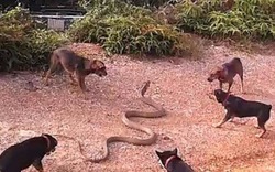 Bị chó tấn công, rắn hổ mang chúa "thoát chết" nhờ đầm nước nhỏ