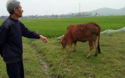 Vụ thu phí đồng cỏ ở Thanh Hóa: Yêu cầu trả lại tiền và xin lỗi người dân
